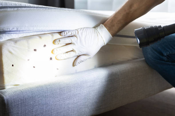 Reliable Parkville, MD Pest Control Solutions